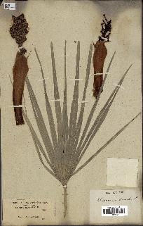spécimen de Chamaerops humilis
