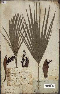 spécimen de Chamaerops humilis