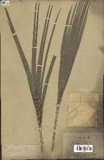 spécimen de Chamaerops humilis