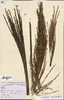 spécimen de Ravenea madagascariensis