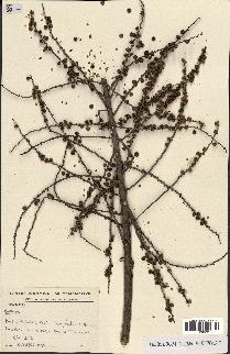 spécimen de Ravenea madagascariensis
