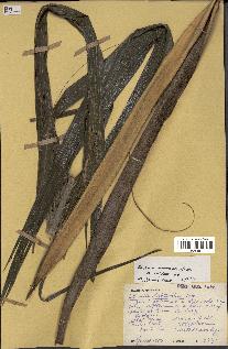 spécimen de Ravenea sambiranensis