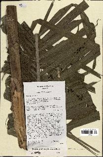 spécimen de Ravenea sambiranensis