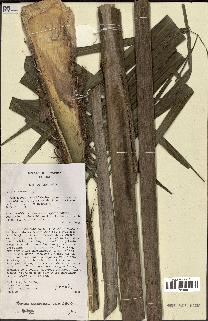 spécimen de Ravenea sambiranensis