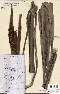 spécimen de Ravenea sambiranensis
