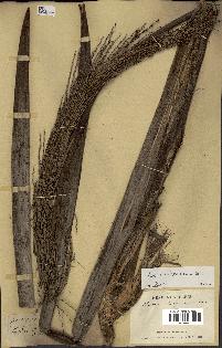 spécimen de Ravenea madagascariensis