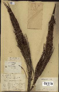 spécimen de Ravenea madagascariensis
