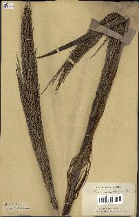 spécimen de Ravenea madagascariensis