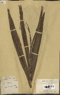 spécimen de Ravenea madagascariensis