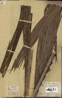 spécimen de Ravenea madagascariensis