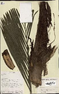 spécimen de Ravenea madagascariensis