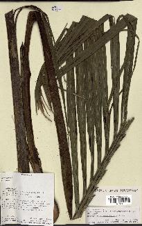 spécimen de Ravenea madagascariensis