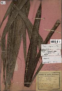 spécimen de Ravenea madagascariensis
