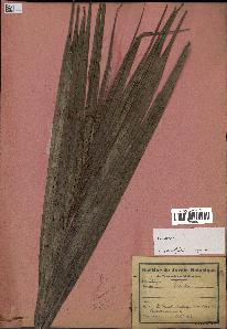 spécimen de Ravenea madagascariensis