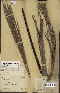 spécimen de Ravenea madagascariensis
