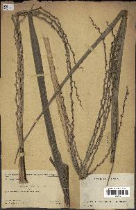 spécimen de Ravenea madagascariensis