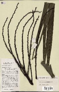 spécimen de Ravenea madagascariensis