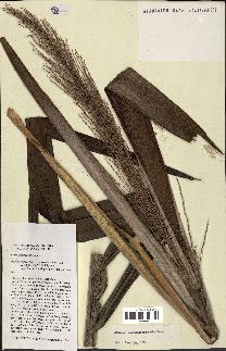 spécimen de Ravenea madagascariensis