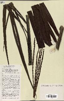 spécimen de Ravenea madagascariensis