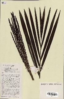 spécimen de Ravenea madagascariensis