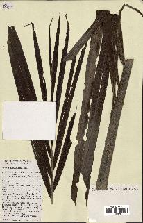 spécimen de Ravenea madagascariensis