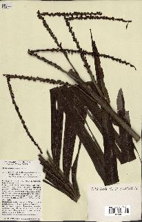 spécimen de Ravenea madagascariensis