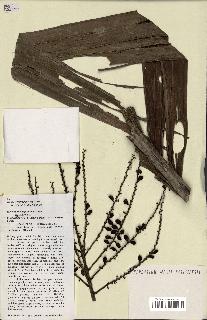 spécimen de Ravenea madagascariensis
