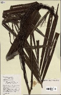 spécimen de Ravenea madagascariensis