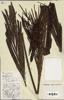 spécimen de Ravenea madagascariensis