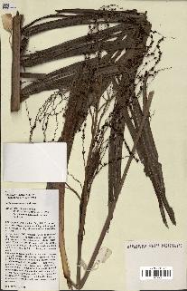 spécimen de Ravenea madagascariensis