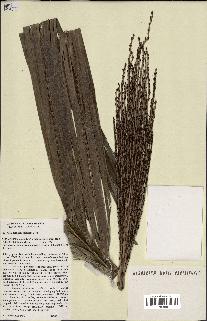 spécimen de Ravenea madagascariensis