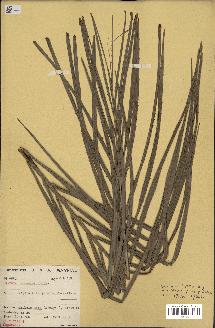 spécimen de Raphia sudanica