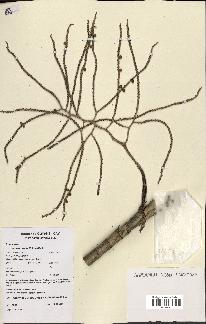 spécimen de Geonoma maxima