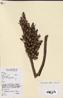 spécimen de Attalea sp.