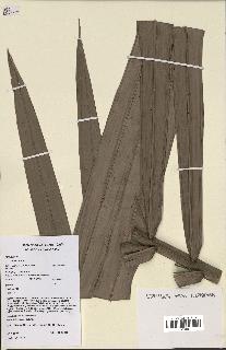 spécimen de Attalea sp.