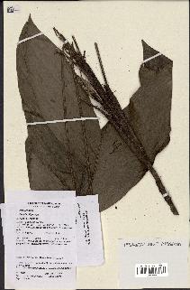 spécimen de Bactris oligocarpa