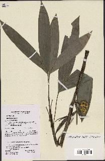 spécimen de Bactris aubletiana