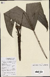 spécimen de Bactris oligocarpa