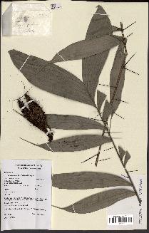 spécimen de Bactris gastoniana