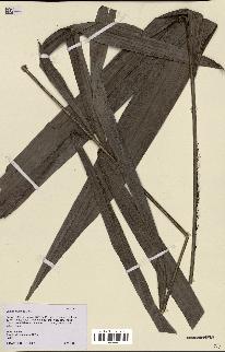 spécimen de Bactris fissifrons
