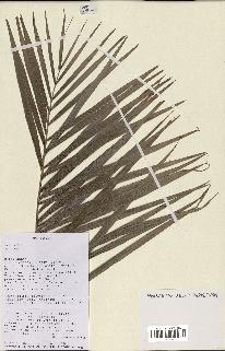 spécimen de Dypsis indet.