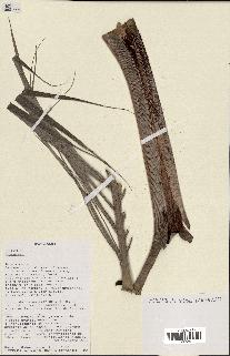 spécimen de Dypsis indet.