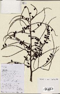 spécimen de Dypsis indet.
