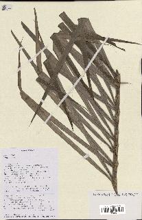 spécimen de Dypsis indet.