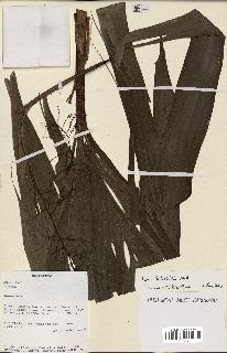 spécimen de Dypsis forficifolia