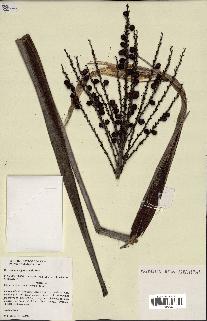 spécimen de Ravenea madagascariensis