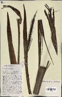 spécimen de Ravenea madagascariensis