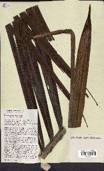 spécimen de Ravenea madagascariensis