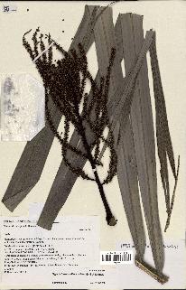 spécimen de Dypsis baronii