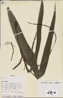 spécimen de Dypsis mocquerysiana